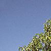 Magnolia acuminata