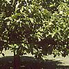 Magnolia acuminata