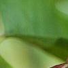 Magnolia acuminata, fruit