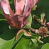 Magnolia x brooklynensis 'Evamaria', flowers