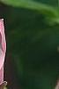 Magnolia x brooklynensis 'Evamaria'