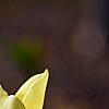 Magnolia 'Butterfly', flowers