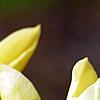 Magnolia 'Butterfly', flowers