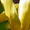 Magnolia 'Butterfly', flowers