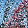 Magnolia 'Galaxy'
