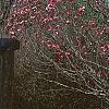 Magnolia 'Galaxy'