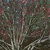 Magnolia 'Galaxy'