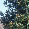 Magnolia grandiflora, habit