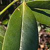 Magnolia grandiflora, leaves