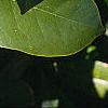 Magnolia grandiflora, leaves