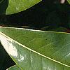 Magnolia grandiflora, leaves