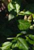 Magnolia grandiflora, leaves