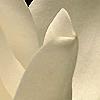 Magnolia grandiflora