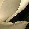 Magnolia grandiflora