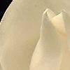 Magnolia grandiflora