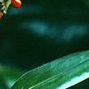 Magnolia grandiflora, fruit