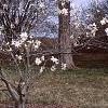 Magnolia ×loebneri 'Spring Snow', habit