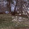 Magnolia ×loebneri 'Spring Snow', habit