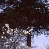 Magnolia ×loebneri 'Spring Snow', habit
