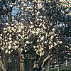 Magnolia ×loebneri 'Spring Snow', habit