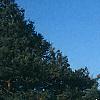 Magnolia ×loebneri 'Spring Snow', habit
