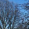 Magnolia ×loebneri 'Spring Snow', habit