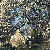 Magnolia ×loebneri 'Spring Snow', habit