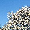 Magnolia ×loebneri 'Spring Snow', habit