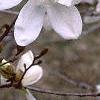 Magnolia ×loebneri 'Spring Snow', flowers