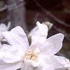 Magnolia ×loebneri 'Spring Snow', flowers