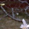 Magnolia ×loebneri 'Spring Snow', flowers