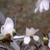 Magnolia ×loebneri 'Spring Snow', flowers