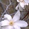 Magnolia ×loebneri 'Spring Snow', flowers