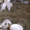 Magnolia ×loebneri 'Spring Snow', flowers