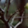 Magnolia kobus var. loebneri 'Spring Snow'