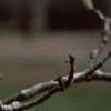 Magnolia kobus var. loebneri 'Spring Snow'