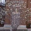 Magnolia kobus var. loebneri