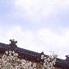 Magnolia ×loebneri, habit