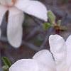 Magnolia ×loebneri, flowers
