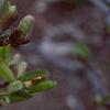 Magnolia ×loebneri, flowers