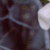 Magnolia ×loebneri, flowers