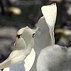 Magnolia ×loebneri, flowers
