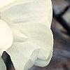 Magnolia ×loebneri, flowers