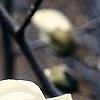Magnolia ×loebneri, flowers