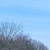 Magnolia stellata 'Jane Platt', habit