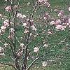 Magnolia stellata 'Jane Platt', habit