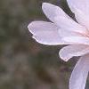 Magnolia stellata 'Jane Platt', flowers