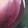 Magnolia 'March Till Frost', flowers