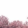 Magnolia soulangiana