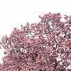 Magnolia soulangiana